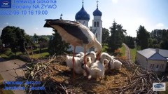 2022-06-10 22_44_14-Gniazdo Bocianie - Telewizja Sokółka [NA ŻYWO] _ IP Camera_ Stork's nest [LIVE] .jpg