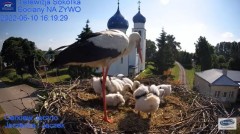 2022-06-10 22_43_16-Gniazdo Bocianie - Telewizja Sokółka [NA ŻYWO] _ IP Camera_ Stork's nest [LIVE] .jpg