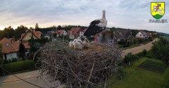 2022-06-11 21_32_47-BOCIANY kamera na żywo z gniazda w Pasłęku – Kinza.jpg