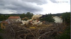 2022-06-12 23_05_17-Камера предава на живо от гнездо на щъркели в село Ярлово_ Camera from a stork's.jpg