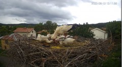 2022-06-12 23_05_43-Камера предава на живо от гнездо на щъркели в село Ярлово_ Camera from a stork's.jpg