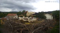 2022-06-12 23_06_03-Камера предава на живо от гнездо на щъркели в село Ярлово_ Camera from a stork's.jpg