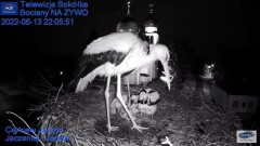 2022-06-13 22_10_33-Gniazdo Bocianie - Telewizja Sokółka [NA ŻYWO] _ IP Camera_ Stork's nest [LIVE] .jpg