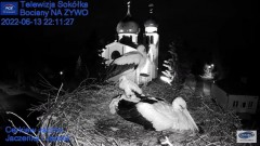 2022-06-13 22_10_38-Gniazdo Bocianie - Telewizja Sokółka [NA ŻYWO] _ IP Camera_ Stork's nest [LIVE] .jpg
