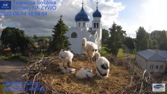 2022-06-14 21_26_18-Gniazdo Bocianie - Telewizja Sokółka [NA ŻYWO] _ IP Camera_ Stork's nest [LIVE] .jpg