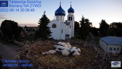 2022-06-14 21_26_10-Gniazdo Bocianie - Telewizja Sokółka [NA ŻYWO] _ IP Camera_ Stork's nest [LIVE] .jpg