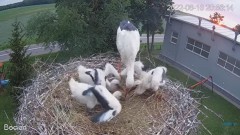 2022-06-16 21_00_51-#Bociany na żywo - #kamera na #gniazdo pod Zambrowem #WhiteStork #nest #livecam .jpg