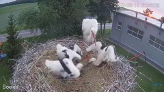 2022-06-16 21_01_14-#Bociany na żywo - #kamera na #gniazdo pod Zambrowem #WhiteStork #nest #livecam .jpg