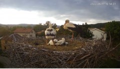 2022-06-17 22_44_26-Камера предава на живо от гнездо на щъркели в село Ярлово_ Camera from a stork's.jpg