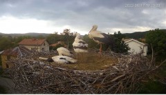 2022-06-17 22_44_37-Камера предава на живо от гнездо на щъркели в село Ярлово_ Camera from a stork's.jpg