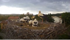 2022-06-17 22_44_47-Камера предава на живо от гнездо на щъркели в село Ярлово_ Camera from a stork's.jpg