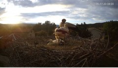 2022-06-17 22_44_57-Камера предава на живо от гнездо на щъркели в село Ярлово_ Camera from a stork's.jpg