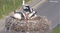 2022-06-18 19_17_17-Gniazdo Bocianie w Czarnej - kamera na żywo – Kinza.jpg