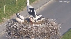 2022-06-18 19_17_27-Gniazdo Bocianie w Czarnej - kamera na żywo – Kinza.jpg