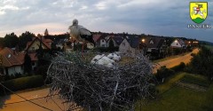 2022-06-18 21_46_55-BOCIANY kamera na żywo z gniazda w Pasłęku – Kinza.jpg