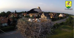 2022-06-19 19_51_47-BOCIANY kamera na żywo z gniazda w Pasłęku – Kinza.jpg