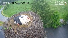 2022-06-21 12_58_43-Stork webcam - Heritage Timber Sash Windows – Kinza.jpg