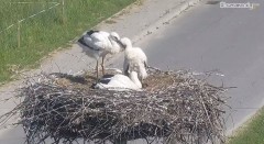 2022-06-21 16_12_54-Gniazdo Bocianie w Czarnej - kamera na żywo – Kinza.jpg