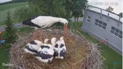 2022-06-21 22_16_59-#Bociany na żywo - #kamera na #gniazdo pod Zambrowem #WhiteStork #nest #livecam .jpg