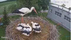 2022-06-21 22_17_49-#Bociany na żywo - #kamera na #gniazdo pod Zambrowem #WhiteStork #nest #livecam .jpg