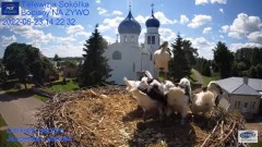 2022-06-23 21_47_54-Gniazdo Bocianie - Telewizja Sokółka [NA ŻYWO] _ IP Camera_ Stork's nest [LIVE] .jpg