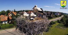 2022-06-25 09_53_34-BOCIANY kamera na żywo z gniazda w Pasłęku – Kinza.jpg