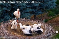 2022-06-25 20_24_53-Klekusiowo – Ośrodek Rehabilitacji Dzikich Zwierząt – Kinza.jpg