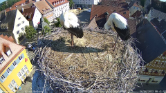 2022_06_26_08_42_36_Storchencam_Storchennest_Hoechstadt.de_Mozilla_Firefox.png