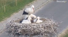 2022-06-28 18_46_06-Gniazdo Bocianie w Czarnej - kamera na żywo – Kinza.jpg