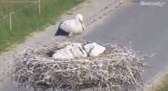 2022-06-28 18_48_12-Gniazdo Bocianie w Czarnej - kamera na żywo – Kinza.jpg