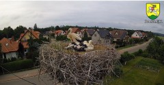 2022-06-28 20_44_03-BOCIANY kamera na żywo z gniazda w Pasłęku – Kinza.jpg
