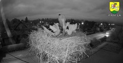 2022-06-28 21_58_56-BOCIANY kamera na żywo z gniazda w Pasłęku – Kinza.jpg