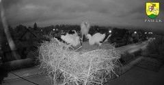 2022-06-28 21_59_20-BOCIANY kamera na żywo z gniazda w Pasłęku – Kinza.jpg