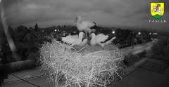 2022-06-28 21_59_30-BOCIANY kamera na żywo z gniazda w Pasłęku – Kinza.jpg