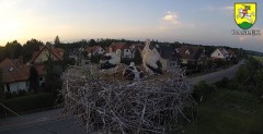 2022-06-29 21_13_58-BOCIANY kamera na żywo z gniazda w Pasłęku – Kinza.jpg
