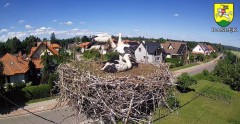 2022-07-03 14_57_32-BOCIANY kamera na żywo z gniazda w Pasłęku – Kinza.jpg