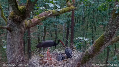 2022_07_03_21_24_17_5_Bocian_czarny_Online_Bolewice_Black_stork_Online_Bolewice_YouTube_Mozi.png