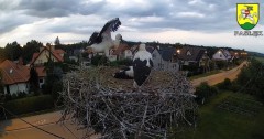 2022-07-04 21_37_36-BOCIANY kamera na żywo z gniazda w Pasłęku – Kinza.jpg