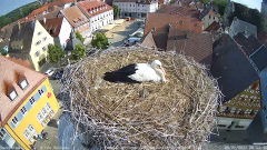 2022_07_09_08_54_20_Storchencam_Storchennest_Hoechstadt.de_Mozilla_Firefox.png