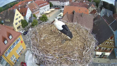 2022_07_09_10_14_40_Storchencam_Storchennest_Hoechstadt.de_Mozilla_Firefox.png