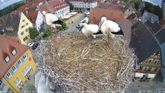 2022_07_09_10_46_09_Storchencam_Storchennest_Hoechstadt.de_Mozilla_Firefox.png