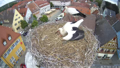 2022_07_09_10_19_33_Storchencam_Storchennest_Hoechstadt.de_Mozilla_Firefox.png