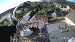 2022_07_09_09_32_39_6_LIVE_Nest_Cam_White_Storks_Ságvár_Hungary_YouTube_Mozilla_Firefox.png