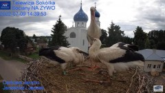 2022-07-09 22_43_02-Gniazdo Bocianie - Telewizja Sokółka [NA ŻYWO] _ IP Camera_ Stork's nest [LIVE] .jpg