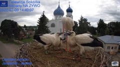2022-07-09 22_43_35-Gniazdo Bocianie - Telewizja Sokółka [NA ŻYWO] _ IP Camera_ Stork's nest [LIVE] .jpg