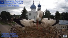 2022-07-09 22_43_57-Gniazdo Bocianie - Telewizja Sokółka [NA ŻYWO] _ IP Camera_ Stork's nest [LIVE] .jpg