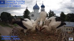 2022-07-09 22_44_11-Gniazdo Bocianie - Telewizja Sokółka [NA ŻYWO] _ IP Camera_ Stork's nest [LIVE] .jpg