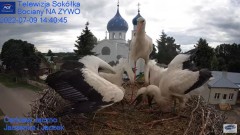 2022-07-09 22_44_13-Gniazdo Bocianie - Telewizja Sokółka [NA ŻYWO] _ IP Camera_ Stork's nest [LIVE] .jpg