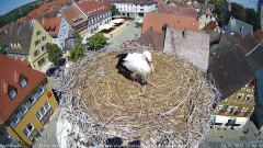 2022_07_12_12_53_16_Storchencam_Storchennest_Hoechstadt.de_Mozilla_Firefox.png