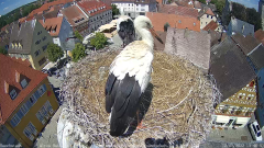 2022_07_12_13_47_28_Storchencam_Storchennest_Hoechstadt.de_Mozilla_Firefox.png